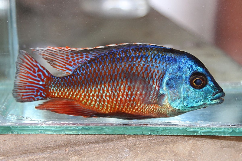 Protomelas taeniolatus 'Kambiri'